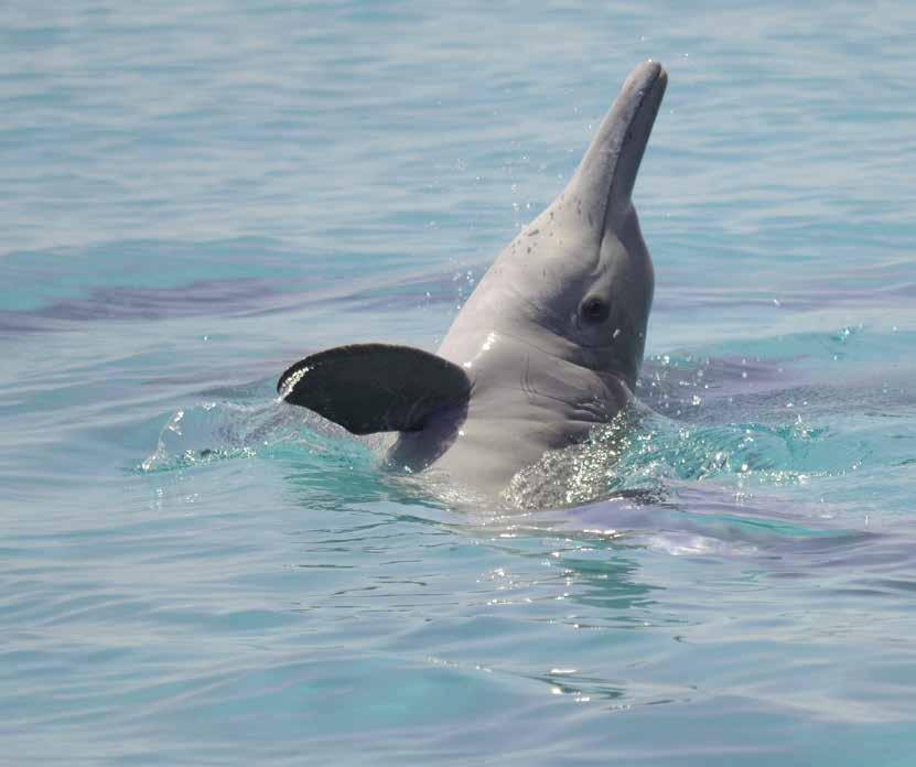 Indian Ocean humpback dolphin (Sousa plumbea) The Indian Ocean humpback dolphin grows up to 2.7 metres and weighs up to 260 kg.