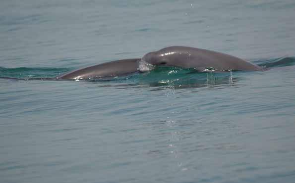 ABUNDANCE OF DOLPHINS IN ABU DHABI The photo-identification and associated mark-recapture study revealed that there was a population of 701