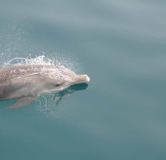 What is particularly remarkable from the results is that the population of humpback dolphins in Abu Dhabi is the largest recorded for this