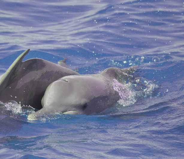 There were no significant differences in the sighting rates of Indo-Pacific bottlenose dolphins and Indian Ocean humpback dolphins.