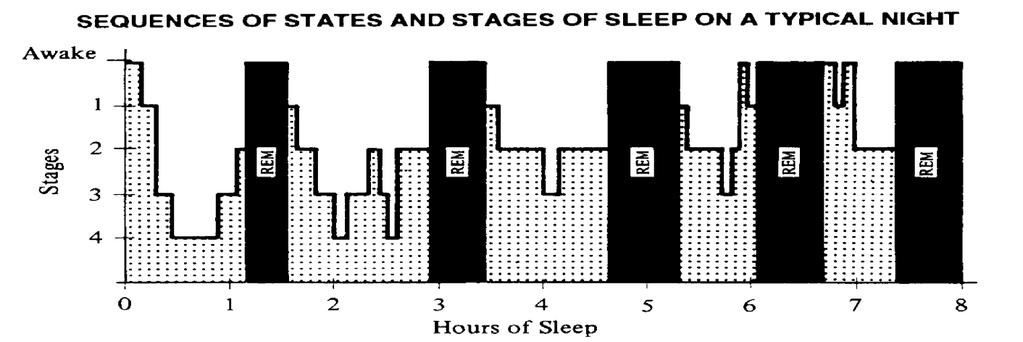 Normal Sleep