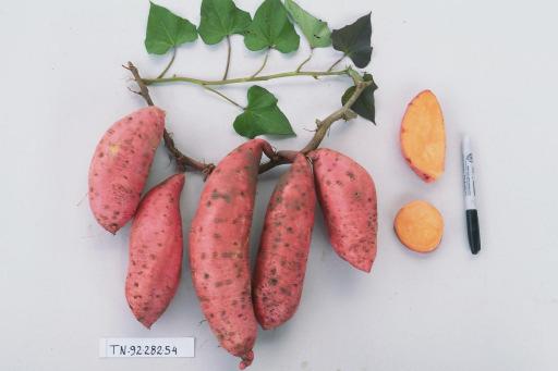 Sweetpotato landraces