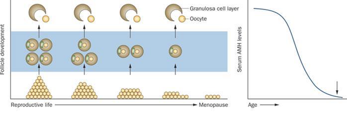 Depletion of the ovarian reserve: follicles