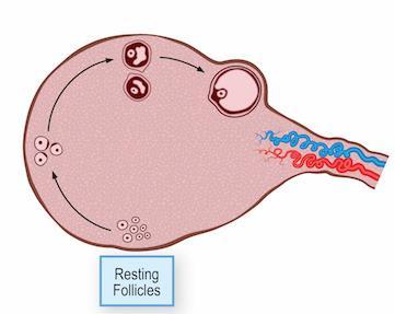 New ways of ovarian rejuvenation Follicular rescue of remaining follicles by: Ovarian