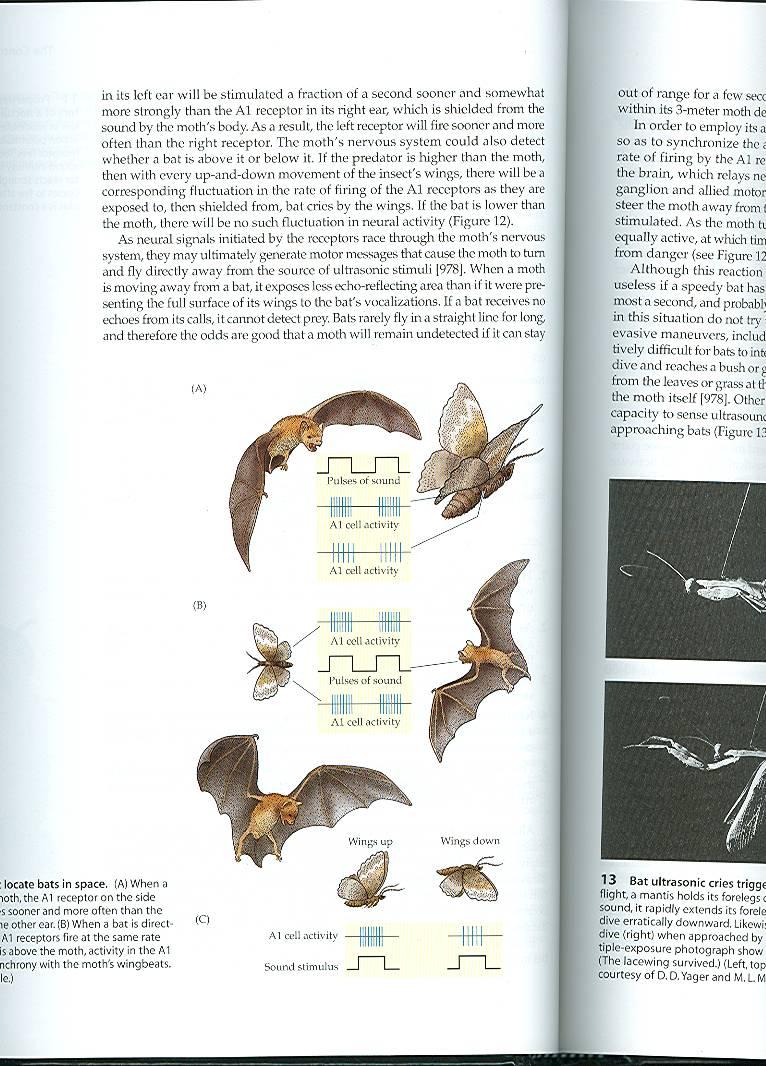 Orientation Moth ears can tell location of bat by differences in signal received on left and right side of the body.