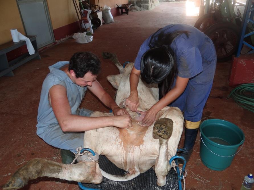 Clipping and surgical prep.