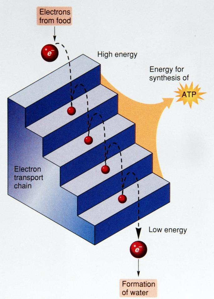 Electron Transport Chain Uses high energy