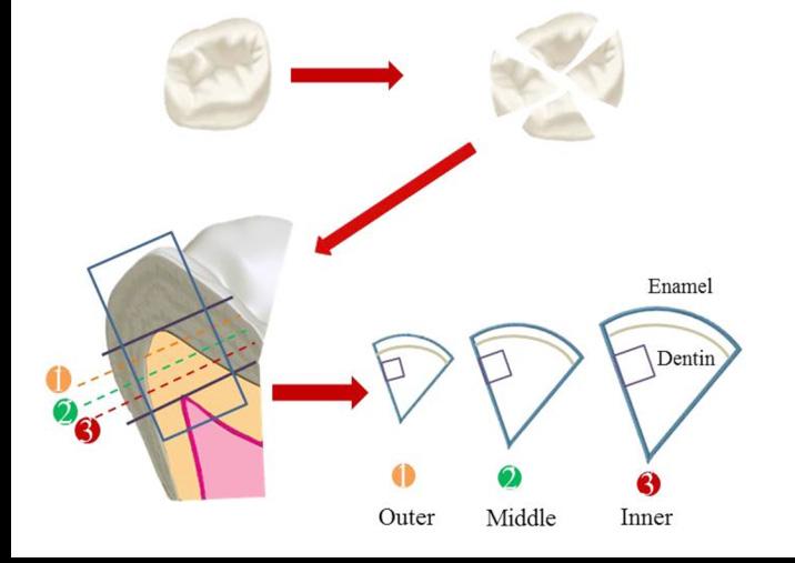 In order to measure the most straight dentinal tubules which run from the tip of each pulpal horn to the tip of the cusp in posterior teeth, crown of posterior tooth having three to four pulpal horns