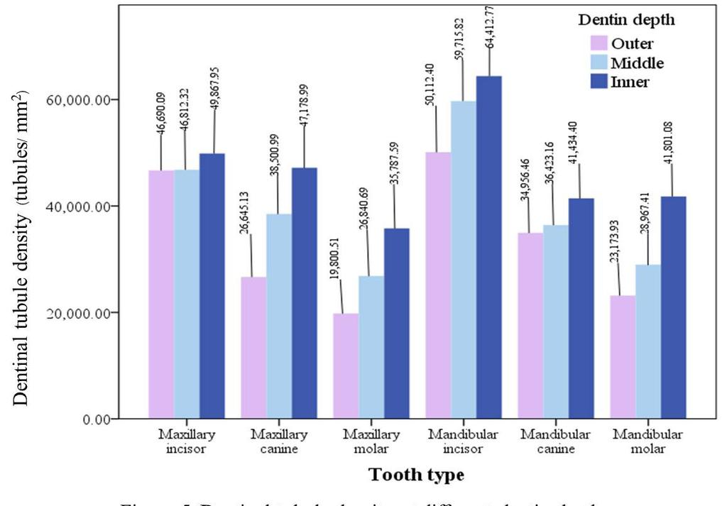 Figure 4 Dentinal tubule density at different dentin depth in each tooth type (tubules/mm2) Discussion In general, the diameter of dentinal tubule obtained from this study was relatively larger than