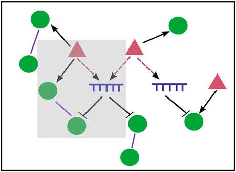 Computational Modeling of mirna Biogenesis 87 Fig. 1 Cooperative action of mirnas and TFs in gene regulatory networks.