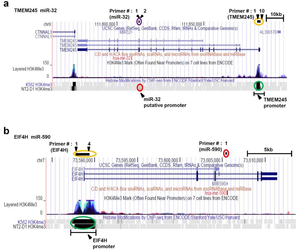 Supplementary Figure 6. a) A screen shot of the UCSC genome browser shows the genomic region harboring mir- 32, which is embedded within the host gene TMEM245 (http://genome.ucsc.edu).