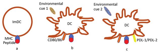 Figure 1. Dendritic cell (DC) activation and maturation by environmental cues leads to surface expression of co-stimulatory (CD80, CD86) and co-inhibitory molecules (PDL-1, PDL- 2, etc).