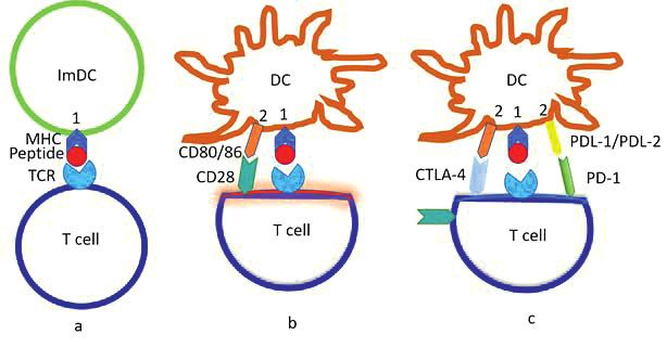 Figure 2. T-cell activation and regulation depends on the DC maturation state.