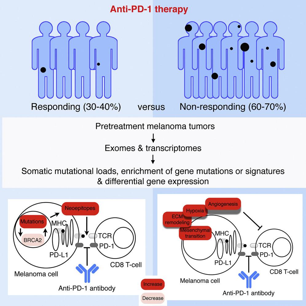 Genomic and transcriptomic features of response to anti-pd-1