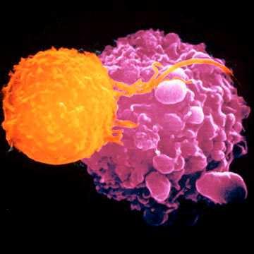 CD8 + cytotoxic T lymphocyte