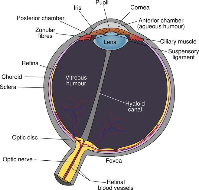 Ophthalmology department Corneal transplants Information for patients, carers and families Introduction A corneal transplant can also be called a corneal graft or keratoplasty.