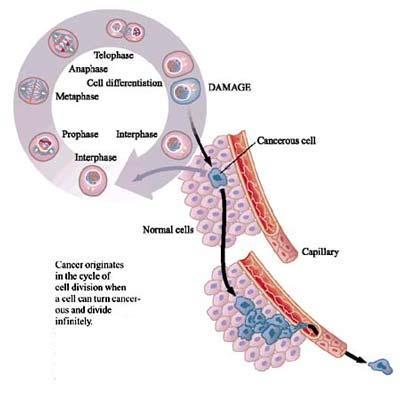 C. Are all tumors (masses of cells) MALIGNANT (Bad)? 1.