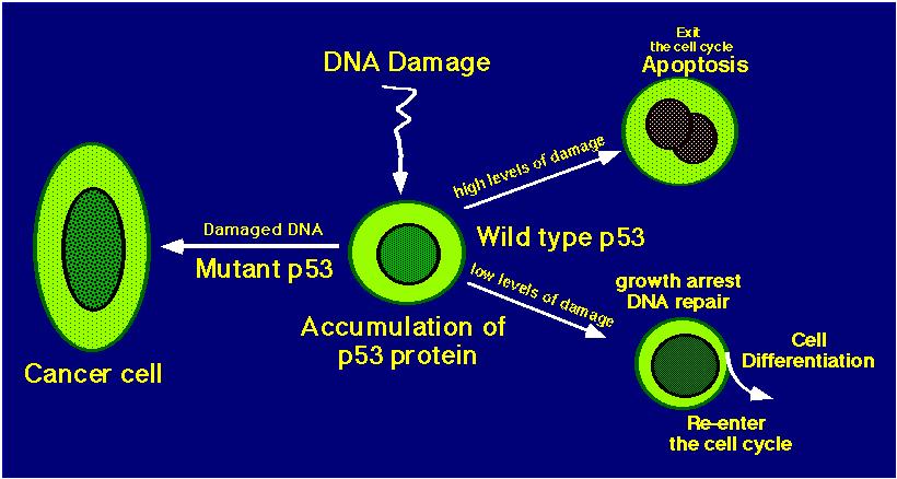 3. If it isn t working, damaged DNA can replicate 4.