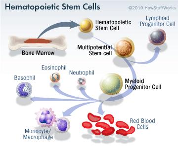 2. Stem cells develop into any number of specialized cells like blood cells, nerve cells,