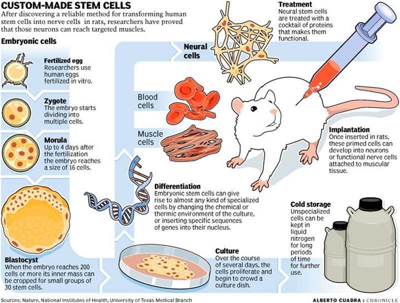 2. Research in mice suggest that stem cells implanted into injured areas