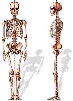 Page 2 of 6 Loss of spinal balance can result in strain to the spinal muscles and deformity of the spine