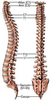 The lower back, or lumbar spine has 5 vertebrae, labeled L1-L5.