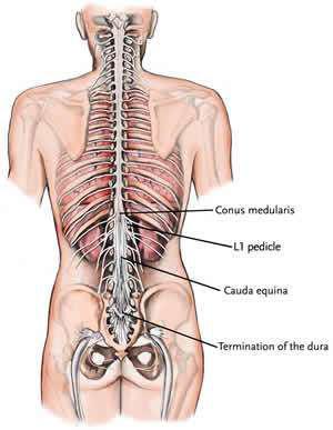 Page 6 of 6 Spinal Cord and Nerve Roots The brain and spinal cord together make up the central nervous system. The spinal cord is located immediately below the brain stem.