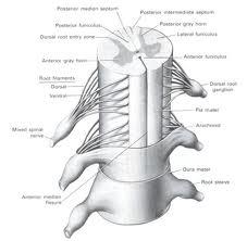 The Spinal Cord Describe the gross and microscopic structure of the spinal cord.