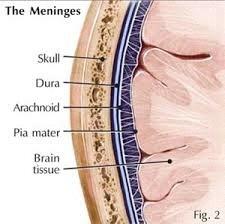 Meninges Cover and protect the CNS Protect blood vessels and enclose venous sinuses Contain