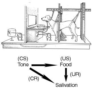 Classical Conditioning at Work: Psychologist Ivan Pavlov: Pavlov s Dog Experiment Parts: