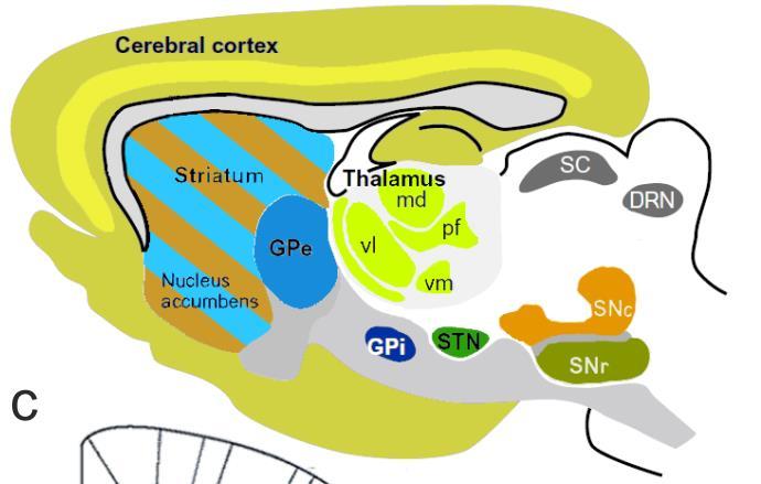 Coronal diagram of mouse brain shows the anatomical segregation in the medial and the lateral dorsal striatum, respectively