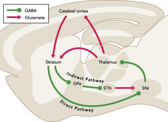 24 Introduction A B Figure 3. The Albin-DeLong model of basal ganglia. A. Sagittal diagram of the rodent brain showing the main projection pathways reaching the striatum and the projections from the striatum to downstream nuclei.