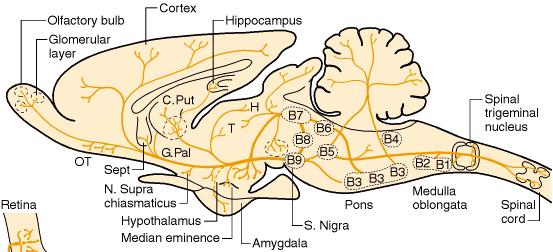 34 Introduction A B Figure 4. Simplified diagram of basal ganglia circuitry. A. Sagittal diagram of a rodent brain showing the main projection pathways of serotonergic neurons from the raphe. B. Schematic representation of the different serotonin receptors subtypes.