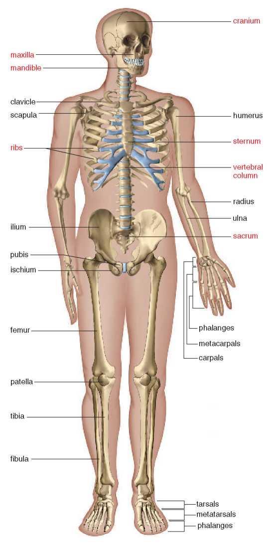 SKELETAL SYSTEM The skeleton supports the body. The bones of the legs support the entire body when we are standing, and the coxal bones of the pelvic girdle support the abdominal cavity.