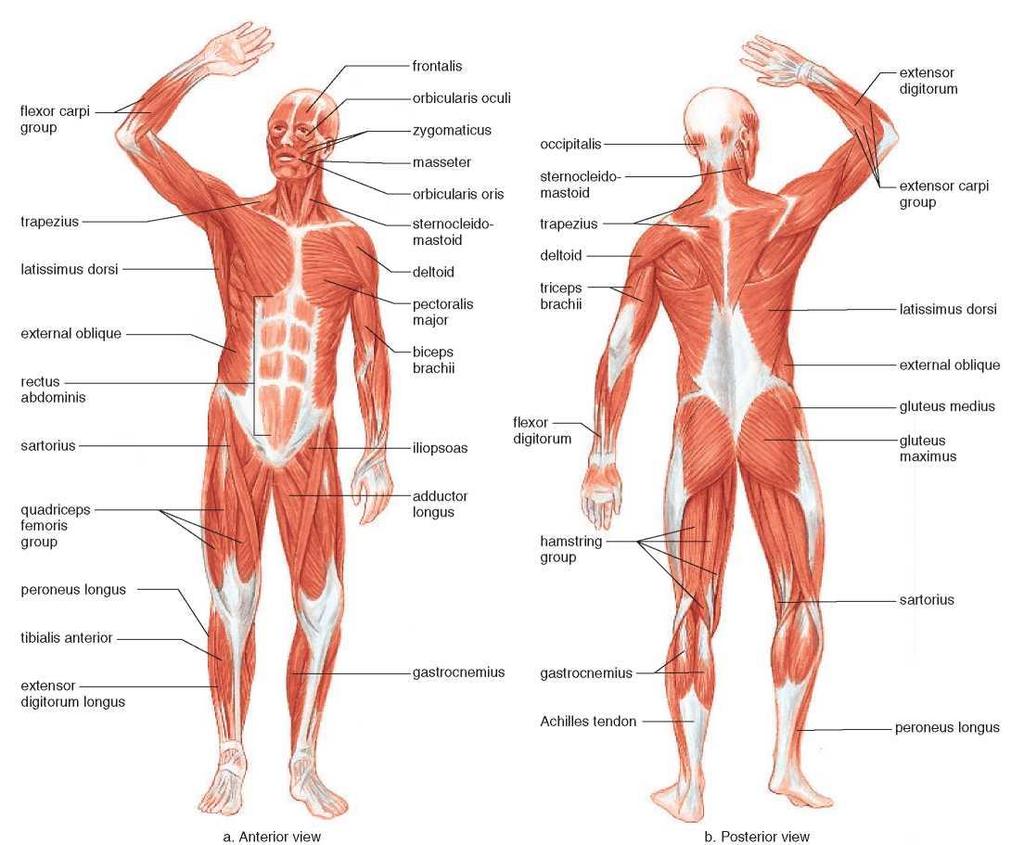 SKELETAL MUSCLES Skeletal muscles are given names based on the following characteristics and examples: Size. The gluteus maximus that makes up the buttocks is the largest muscle. Shape.