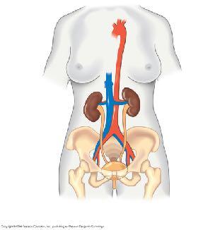 Urinary bladder Urethra two distinct