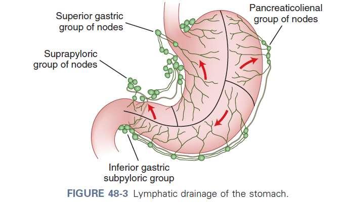 Lymphatic drainage Four zones of