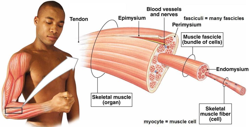 Endomysium: surrounds each muscle cell within the fascicle (difficult to see in this diagram) Muscle fiber *Not shown: myofibril coming out of the muscle fiber 8) a) What