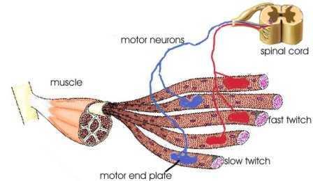 1 motor neuron and all the muscle fibers it passes its message to b) Why would you engage a different number of motor units? To get different amounts of strength.