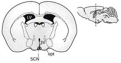 Location of the internal clock: Suprachiasmatic nucleus (SCN) the master pacemaker Suprachiasmatic nucleus (SCN) of the hypothalamus, receiving