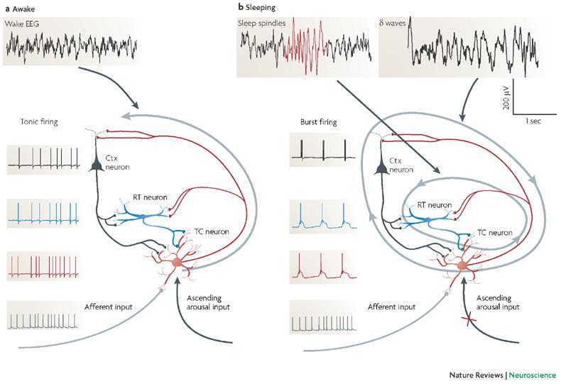 During wakefulness, ascending excitatory input from arousal nuclei to thalamocortical (TC) neurons (red) provides a depolarizing drive that causes thalamocortical neurons and reticular (RT) neurons