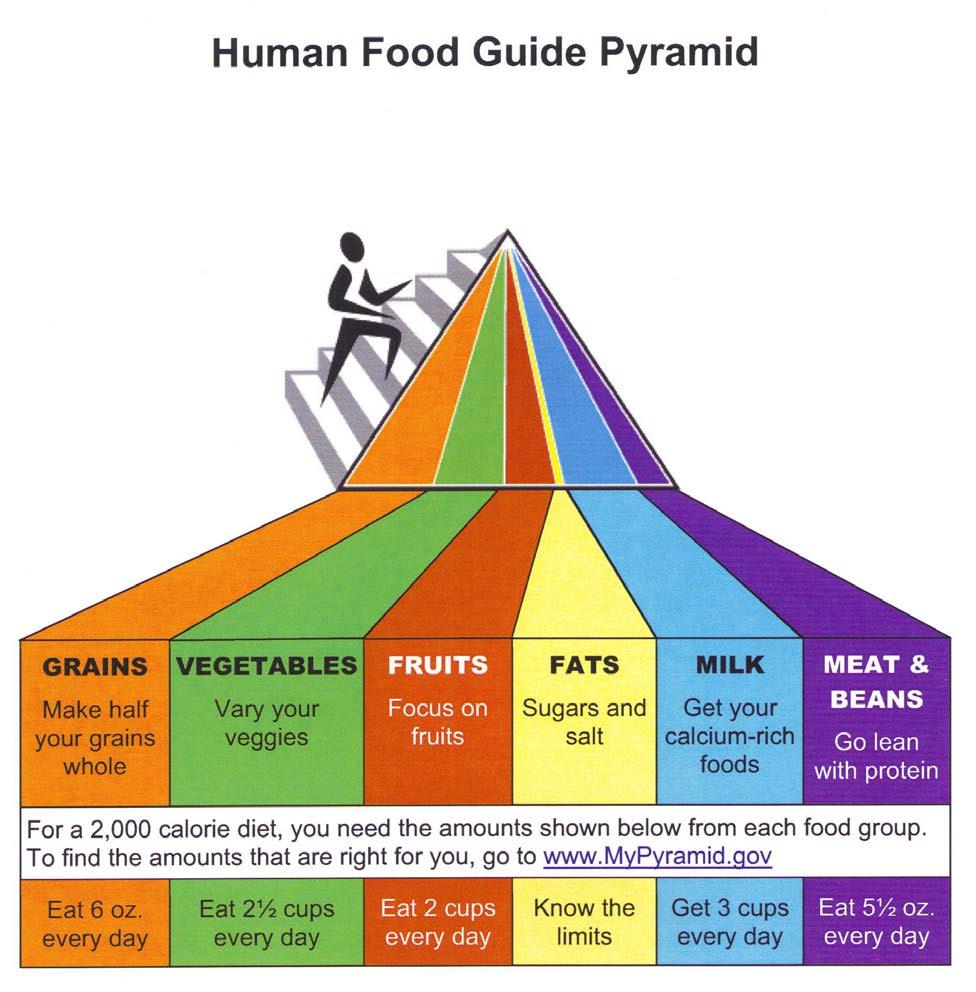 The food Guide Pyramid is an outline of what to eat each day based on the dietary guidelines.