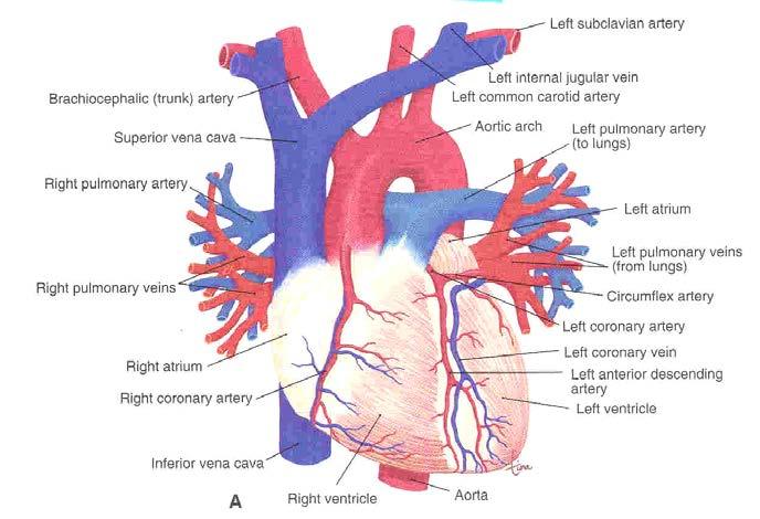 The Upper and Lower Chambers of the Heart The upper chambers of the heart are the right and left atria,