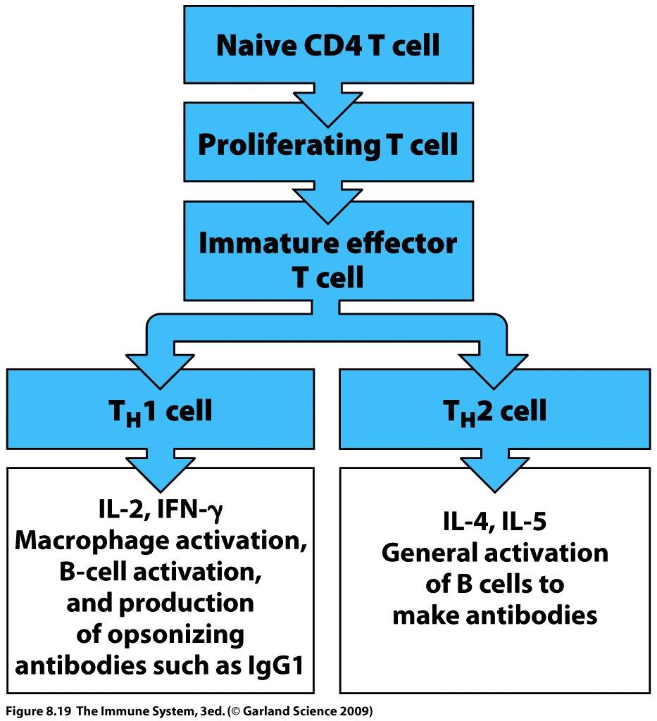 activation, CD4 T cells acquire distinctive helper