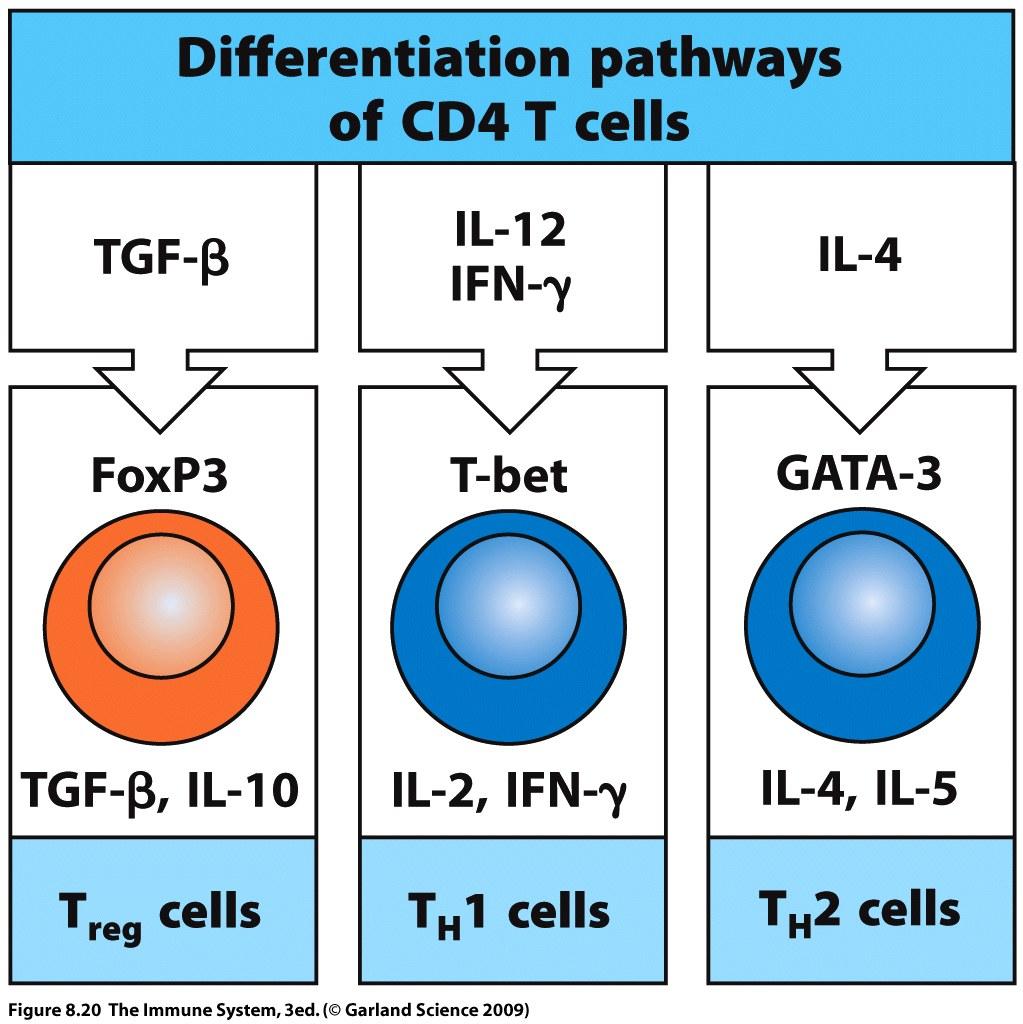 Different cytokine profiles drive the differentiation of