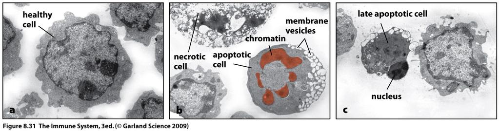 by inducing apoptosis or programmed cell death Two