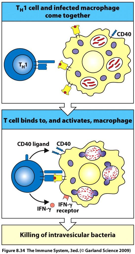 H 1 CD4 cells activate macrophages to become highly