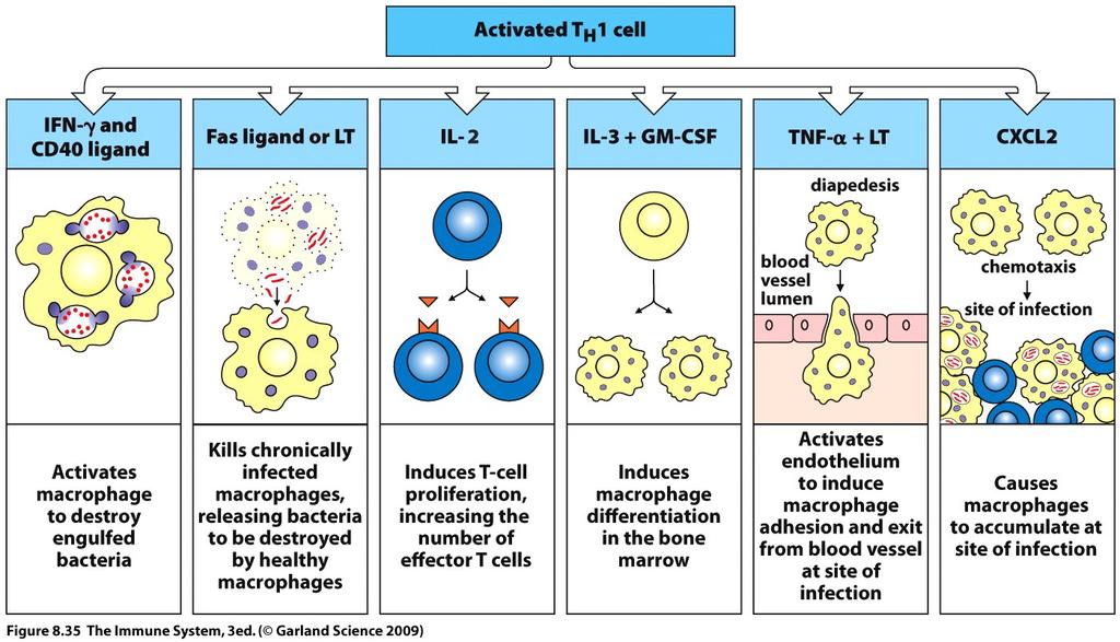 T H 1 cells coordinate the host response to pathogens that live in macrophages