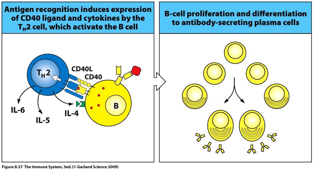 Th2 cells activate only those B cells that recognize the same antigen as they do