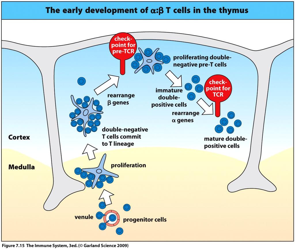 thymocytes passes positive selection 15 If gene rearrangement of Tcr α-chain is productive,